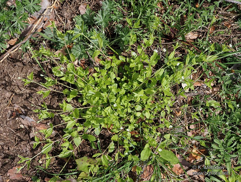 Moehringia trinervia