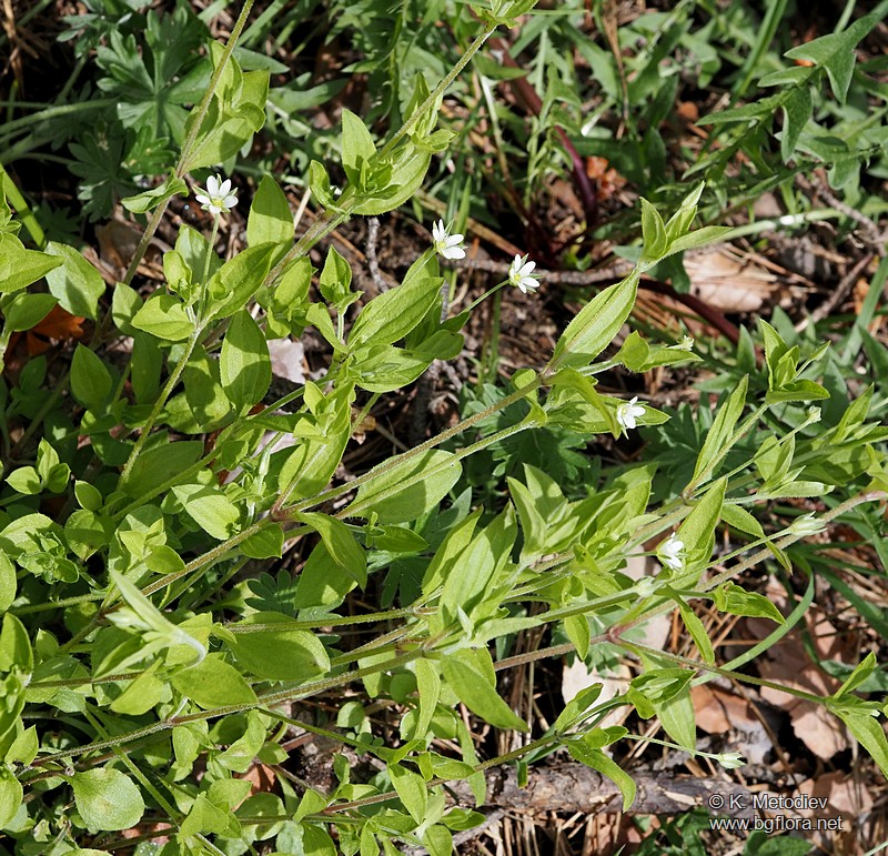Moehringia trinervia