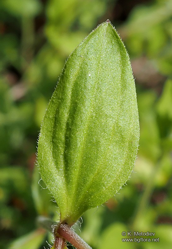 Moehringia trinervia