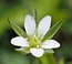 Moehringia trinervia