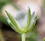 Moehringia trinervia