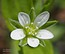Moehringia trinervia