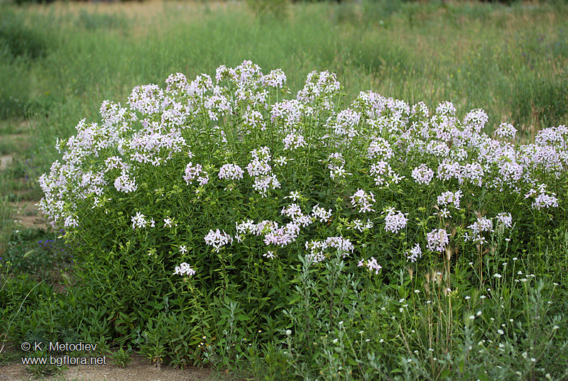 Saponaria officinalis
