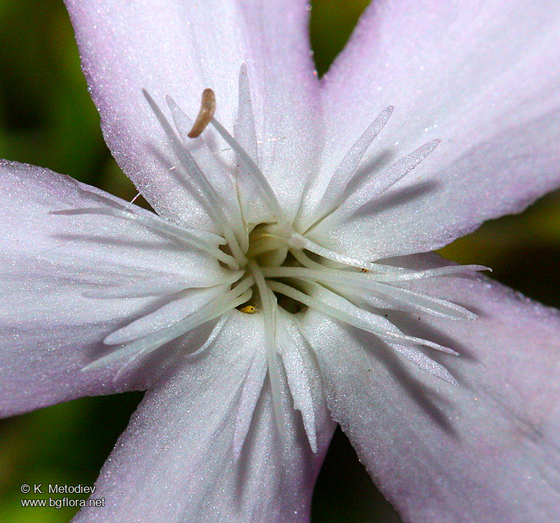 Saponaria officinalis