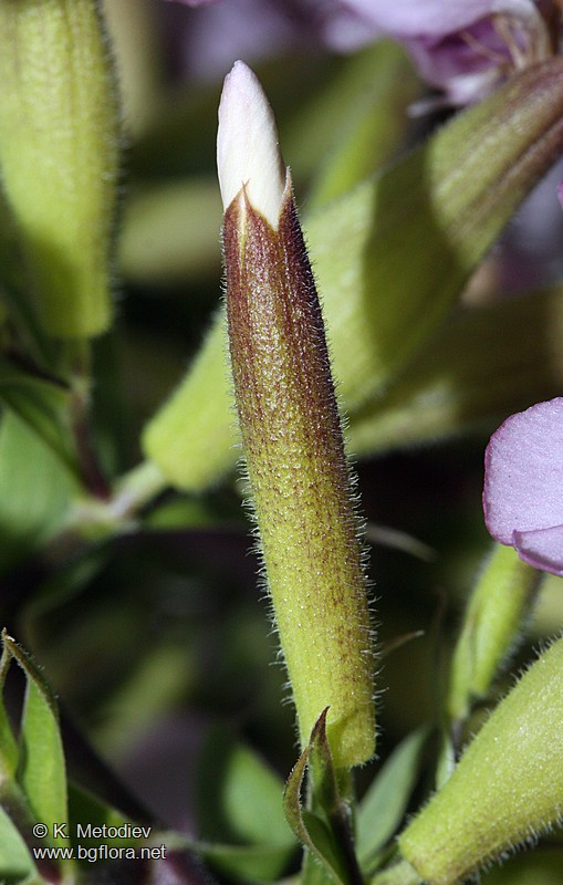 Saponaria officinalis