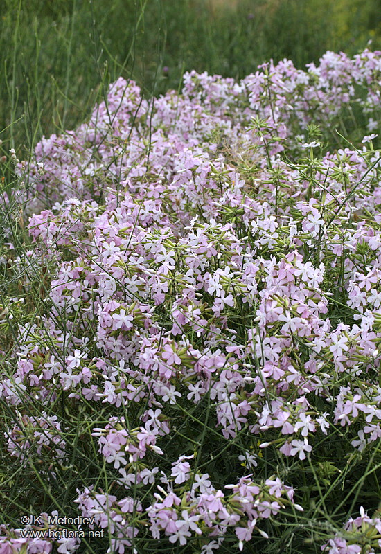 Saponaria officinalis