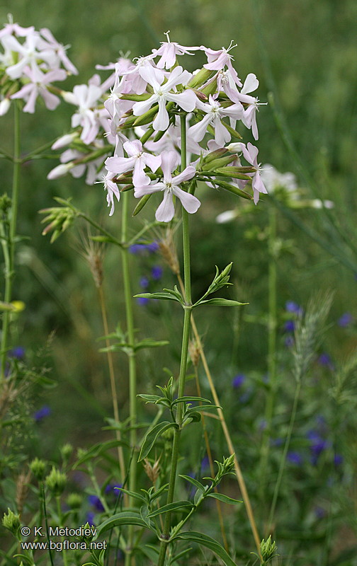 Saponaria officinalis
