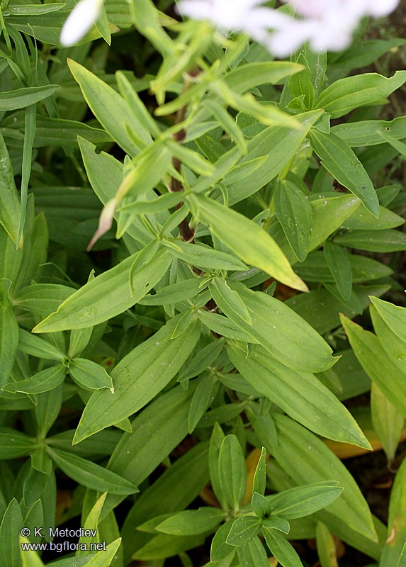 Saponaria officinalis
