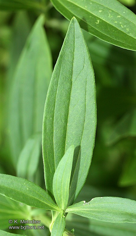 Saponaria officinalis