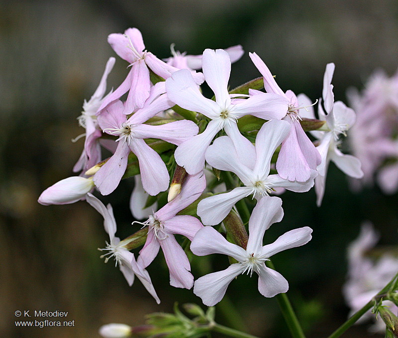Saponaria officinalis