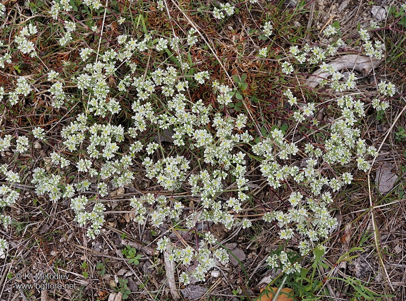 Scleranthus perennis