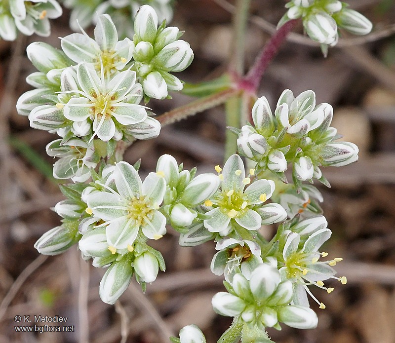 Scleranthus perennis