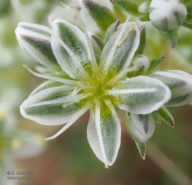 Scleranthus perennis