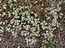 Scleranthus perennis