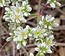 Scleranthus perennis