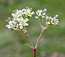 Scleranthus perennis
