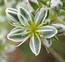 Scleranthus perennis