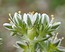 Scleranthus perennis
