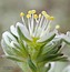 Scleranthus perennis