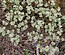 Scleranthus perennis