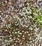 Scleranthus perennis