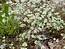 Scleranthus perennis