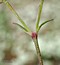 Scleranthus perennis