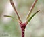 Scleranthus perennis