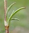 Scleranthus perennis