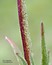 Scleranthus perennis