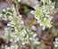 Scleranthus perennis
