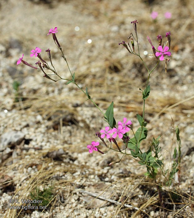 Silene armeria