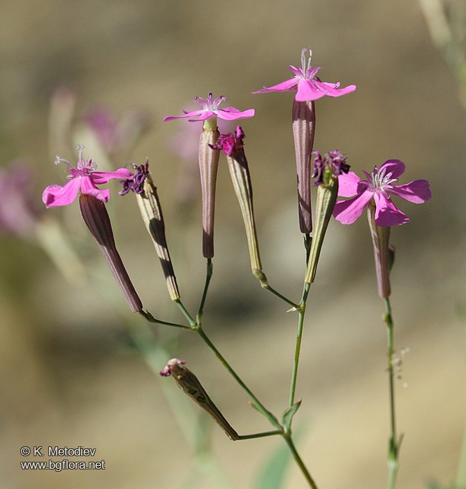 Silene armeria