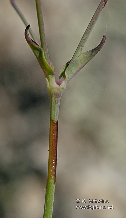Silene armeria