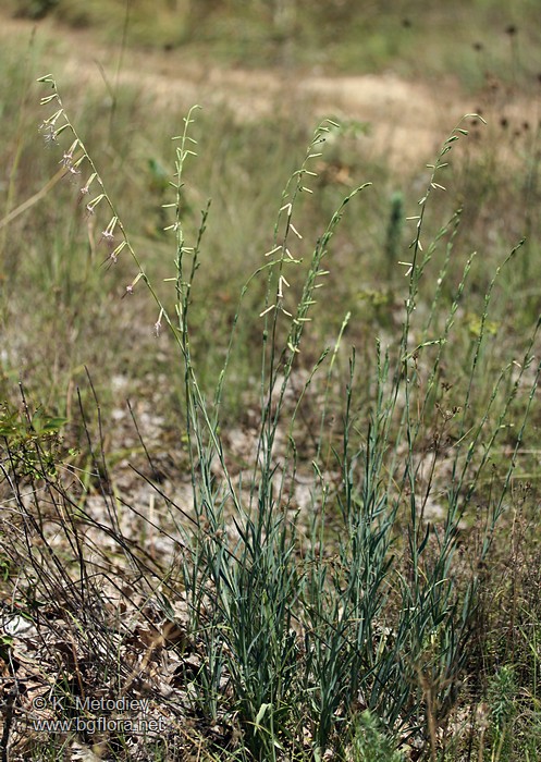 Silene frivaldszkyana