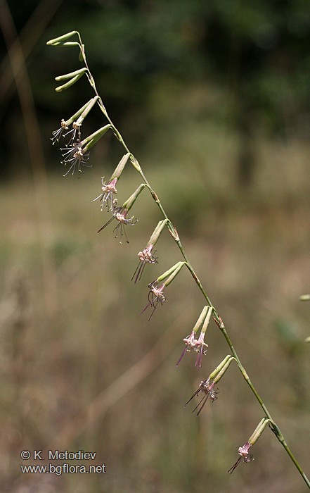 Silene frivaldszkyana