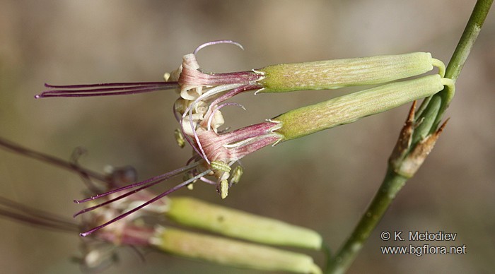 Silene frivaldszkyana
