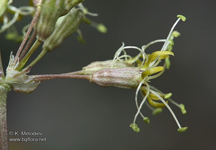 Silene otites