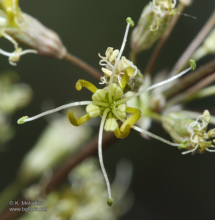 Silene otites