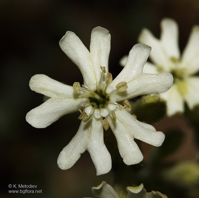 Silene thymifolia
