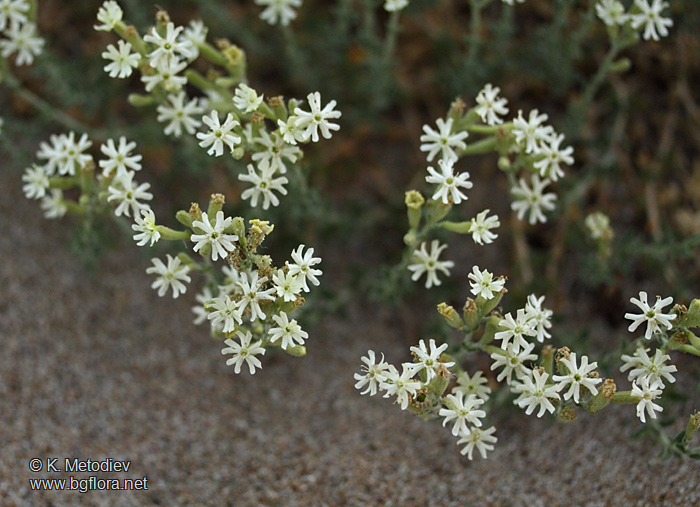 Silene thymifolia