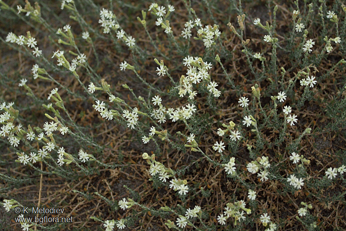 Silene thymifolia