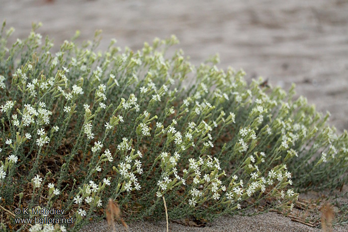 Silene thymifolia