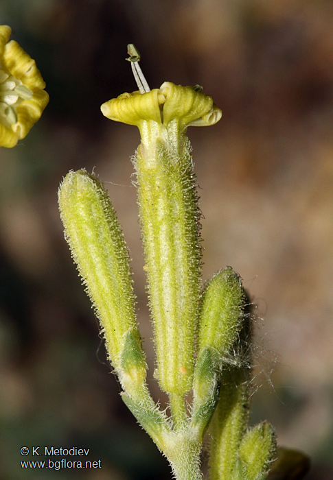 Silene thymifolia