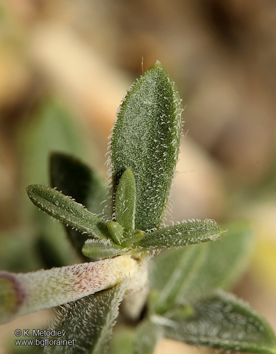 Silene thymifolia