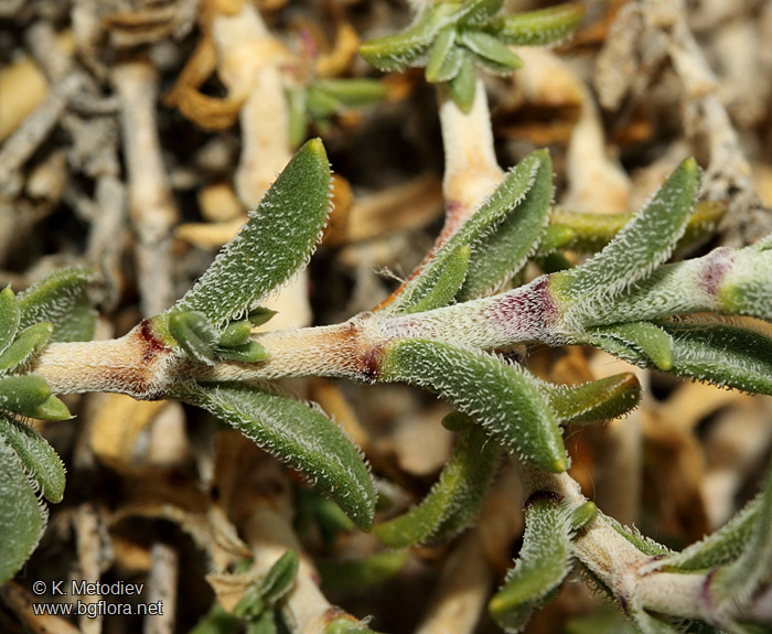 Silene thymifolia