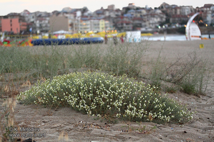 Silene thymifolia