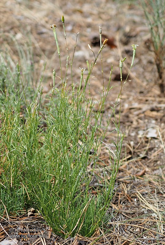 Silene waldsteinii