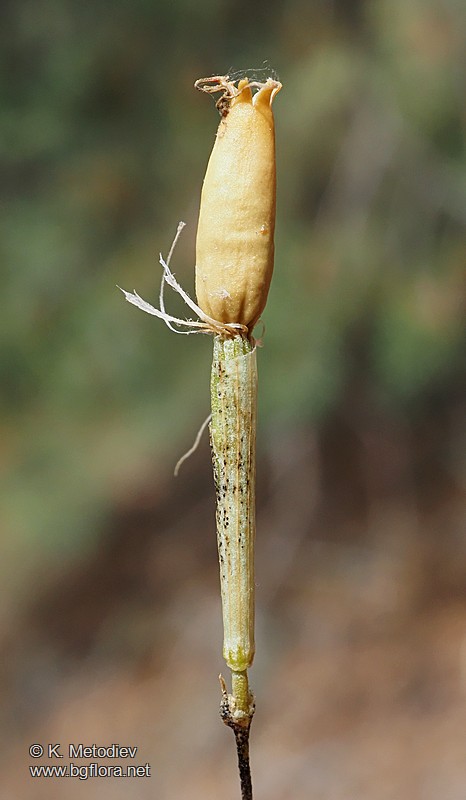 Silene waldsteinii