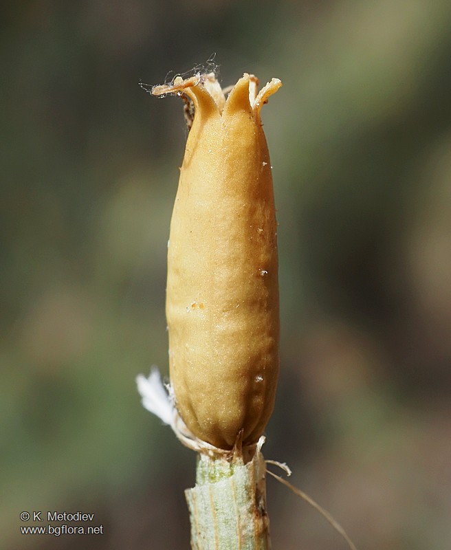 Silene waldsteinii